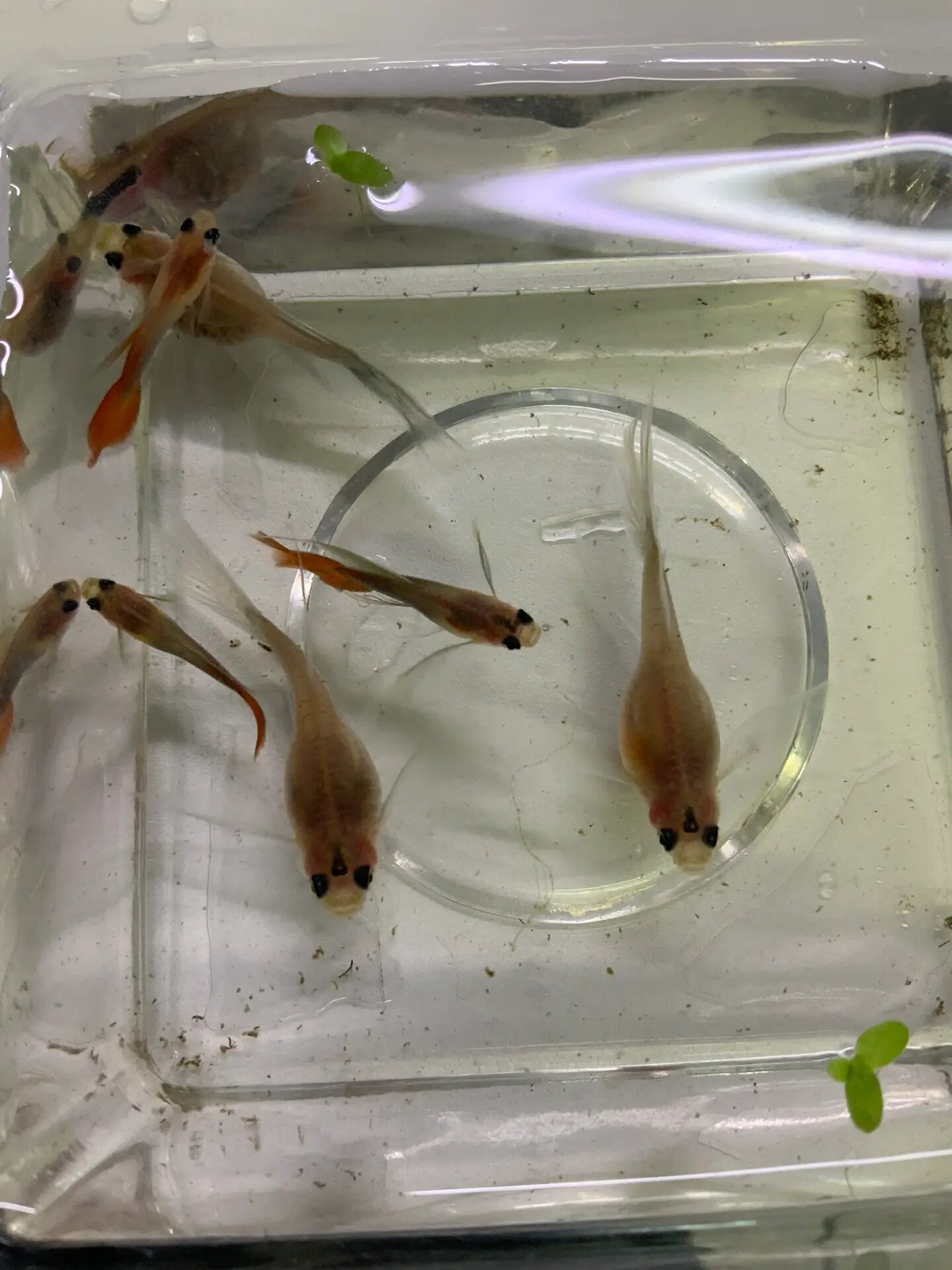 玻璃体孔雀鱼教你看怀孕时间