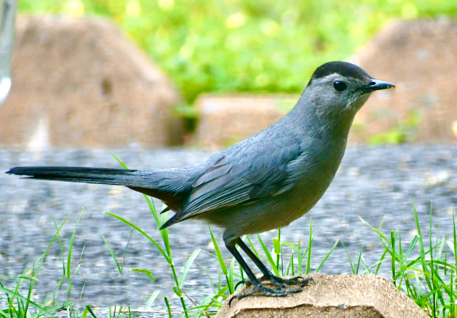 灰猫嘲鸫(学名:dumetella carolinensis)为雀形目嘲鸫科下的一个鸟种
