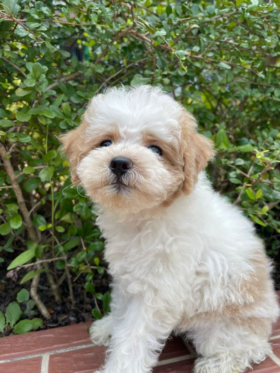 又得一只泰迪比熊串 狗爸爸是比熊,狗妈妈是泰迪比熊串(卖家说是香槟