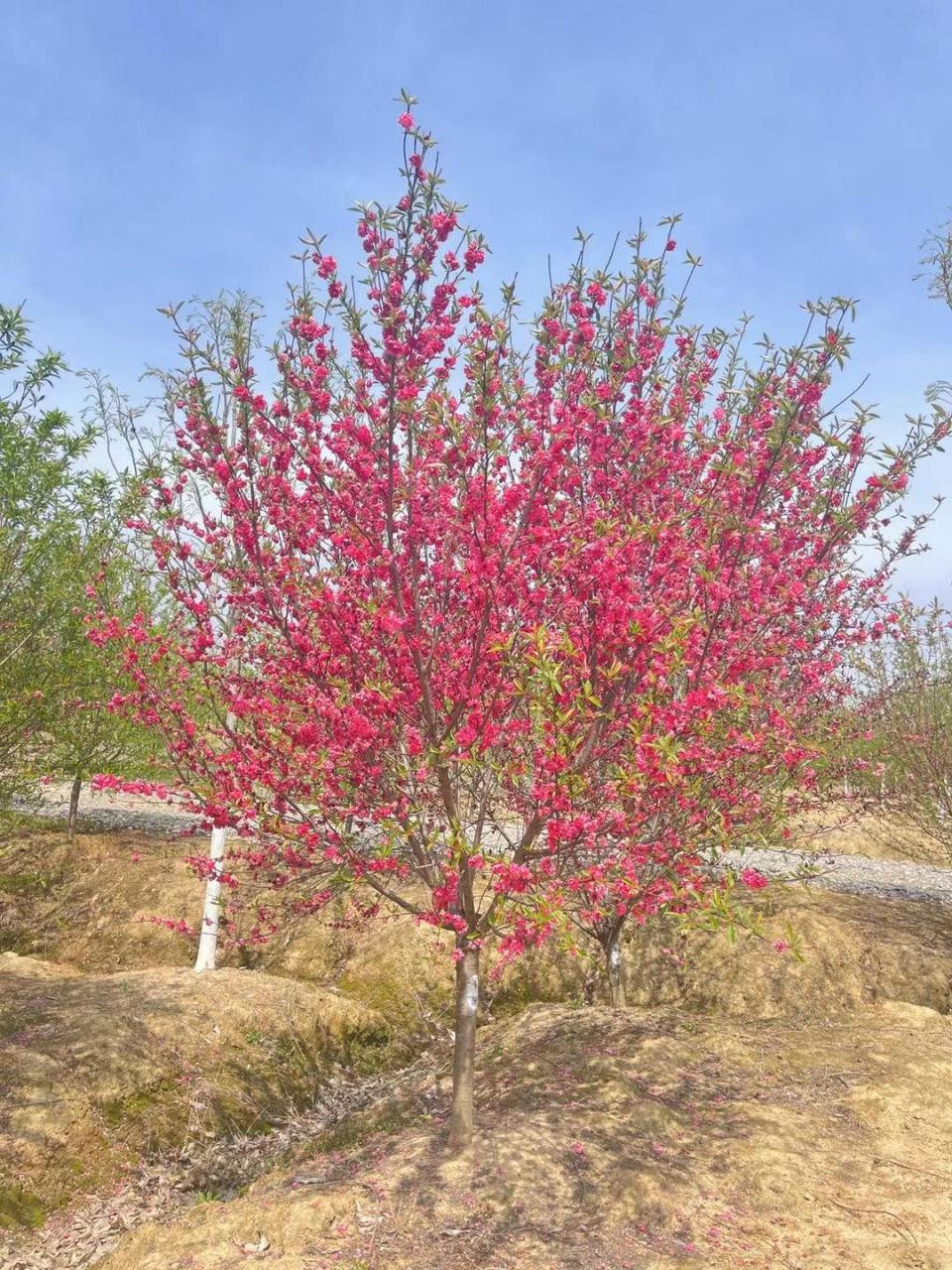 紫叶桃因其美丽的紫色叶子和早春开放的鲜艳粉色花朵而备受欢迎.