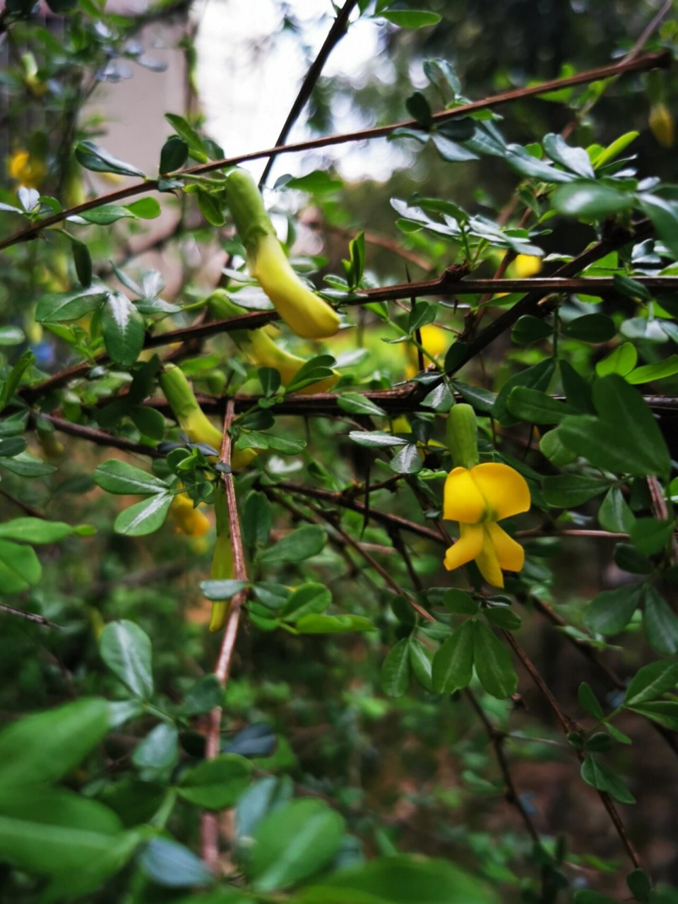 黄芪不只根可补气 花也可以,每年春天开黄花,最好在未开放时摘下,炒蛋