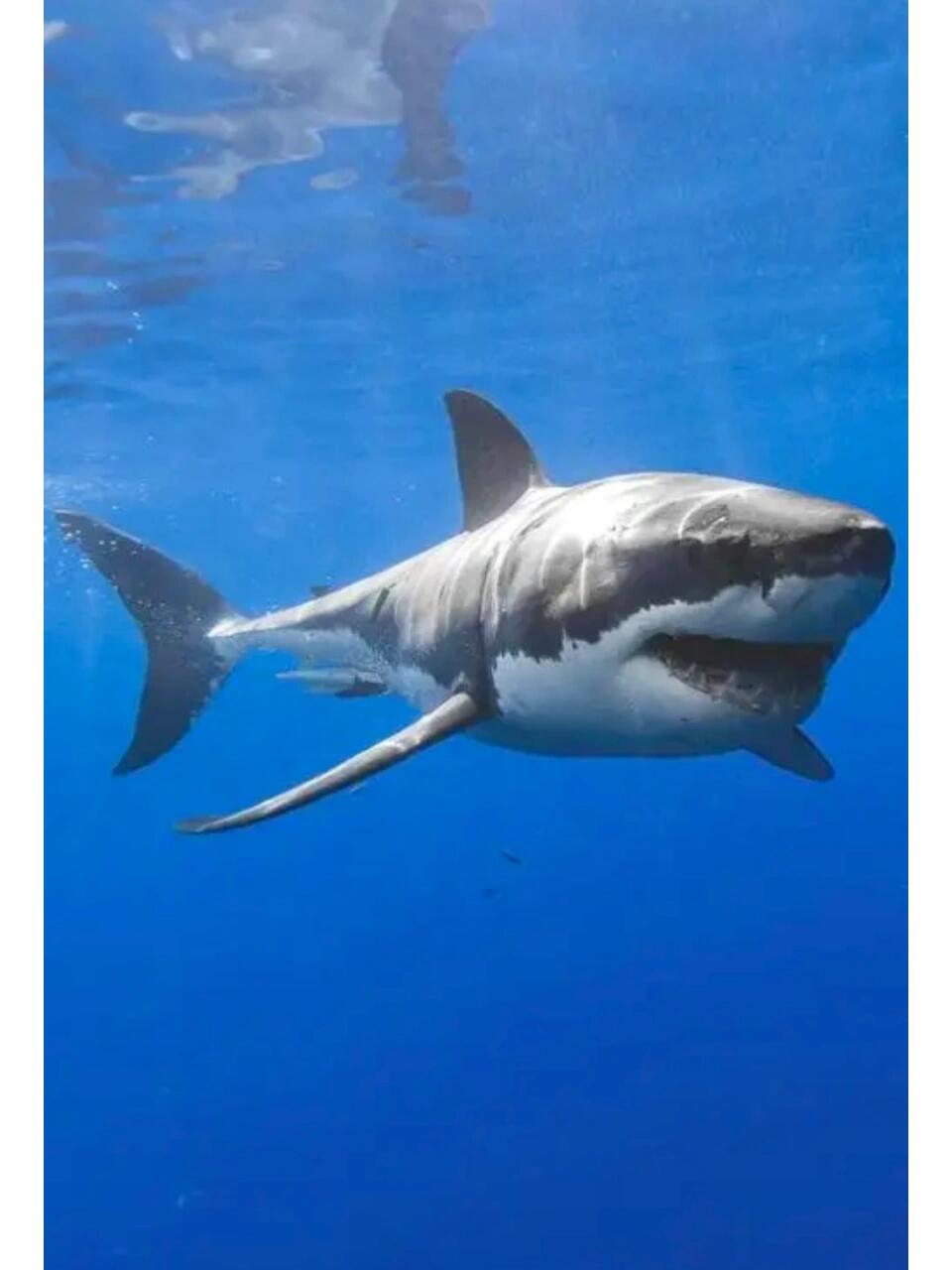 鲨鱼 素材