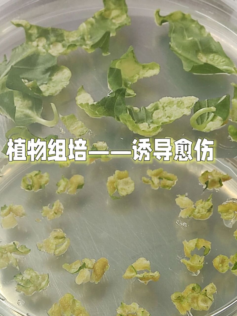 诱导的愈伤组织后期经过分化可以长出芽或根,成为完整的植物.