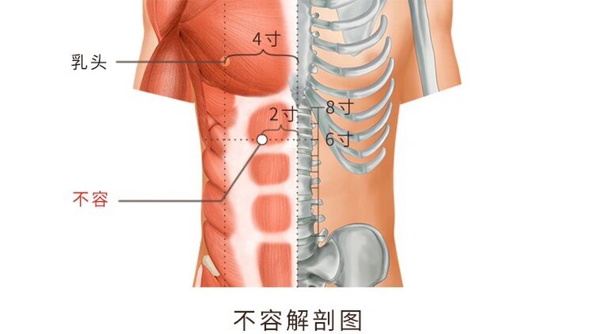 腹中线位置图片