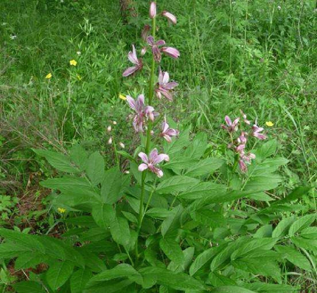 白鲜皮的功效与作用 清热燥湿,祛风止痒 白鲜皮为植物白鲜的根皮,常以