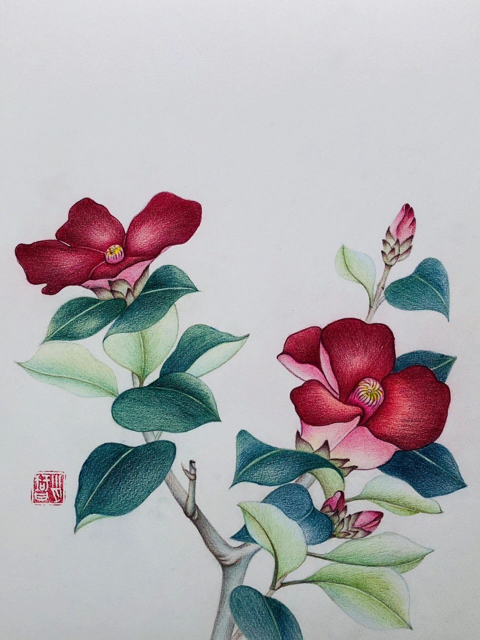 我的彩铅画305 97编号578(临于北京樱花园),山茶花.