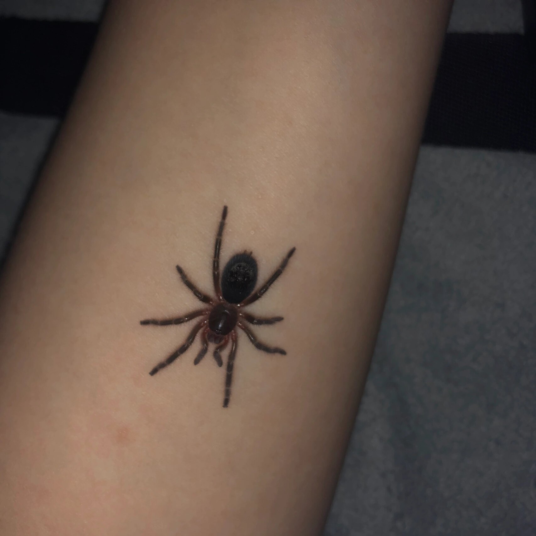 原来蜘蛛的屎是这样的!