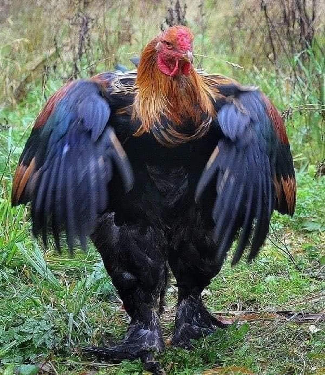 梵天公鸡,公鸡中的战斗机,号称鸡中的霸王.