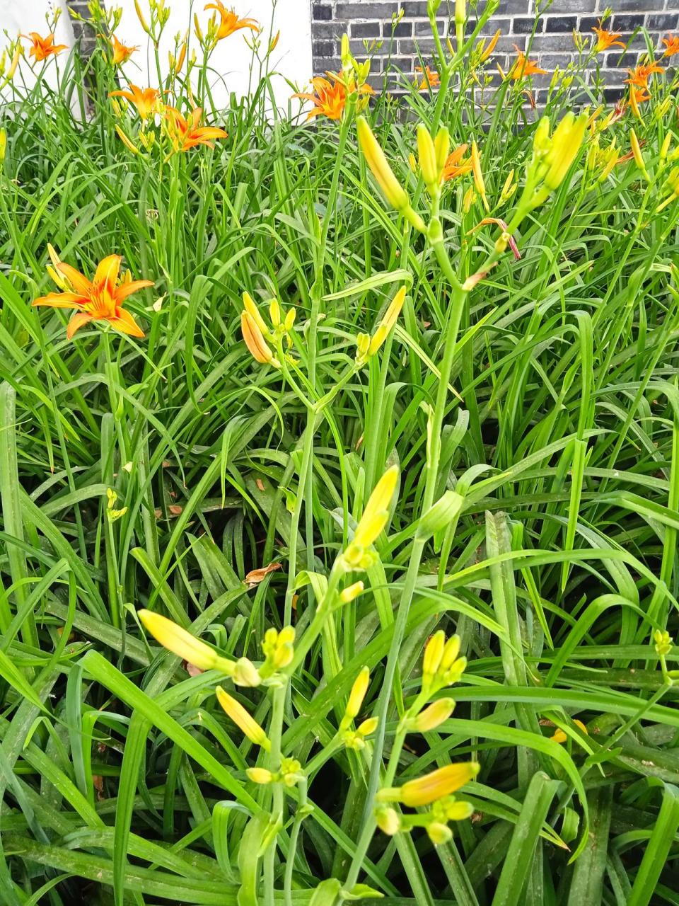 当心不要误食这种黄花菜,绿化带里的黄花菜开花了,这种是观赏用的,不