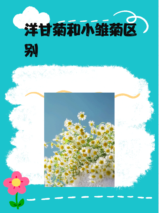 洋甘菊和小雏菊区别 洋甘菊和小雏菊在植物特征,花朵形态,生长环境和