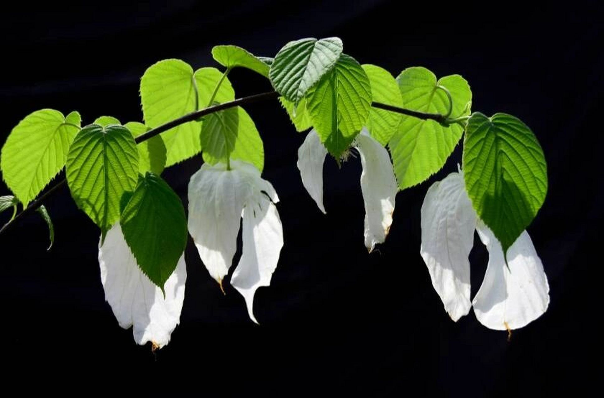 梵净山的孑遗物种|珙桐 珙桐一直有着"植物界的大熊猫"之称,是6000