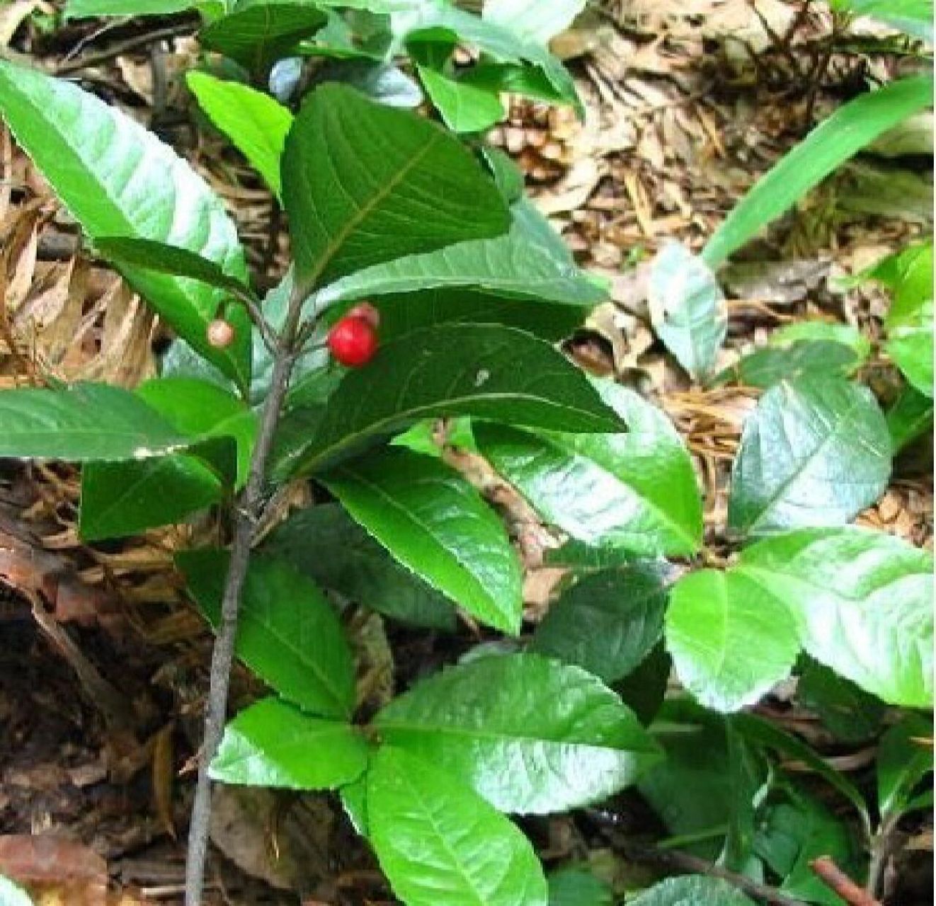 古代有一位皇帝给它取名"紫金鞭",是一种特别重要的中