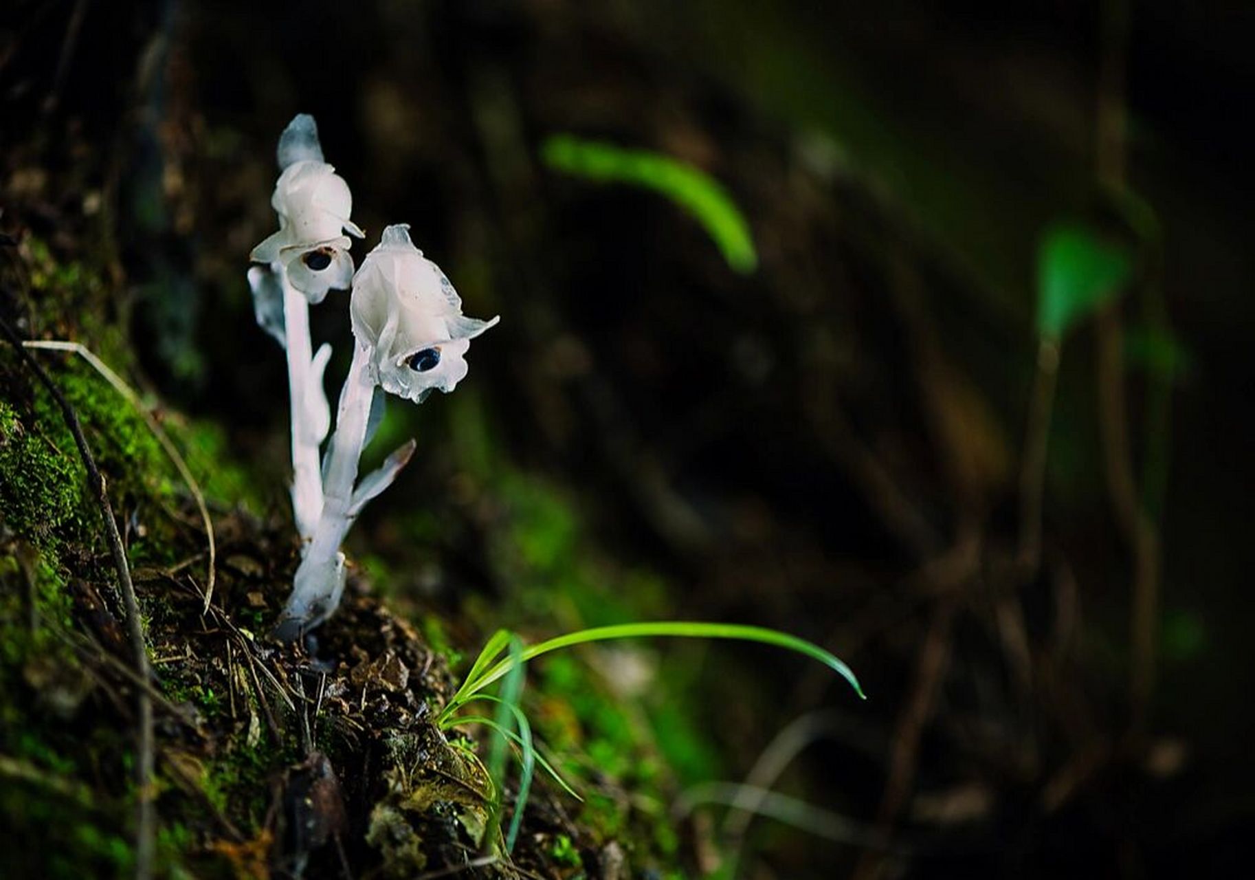 水晶兰真不错 花题材: 死亡之花—水晶兰 花语: 真诚无害,脆弱无城府.