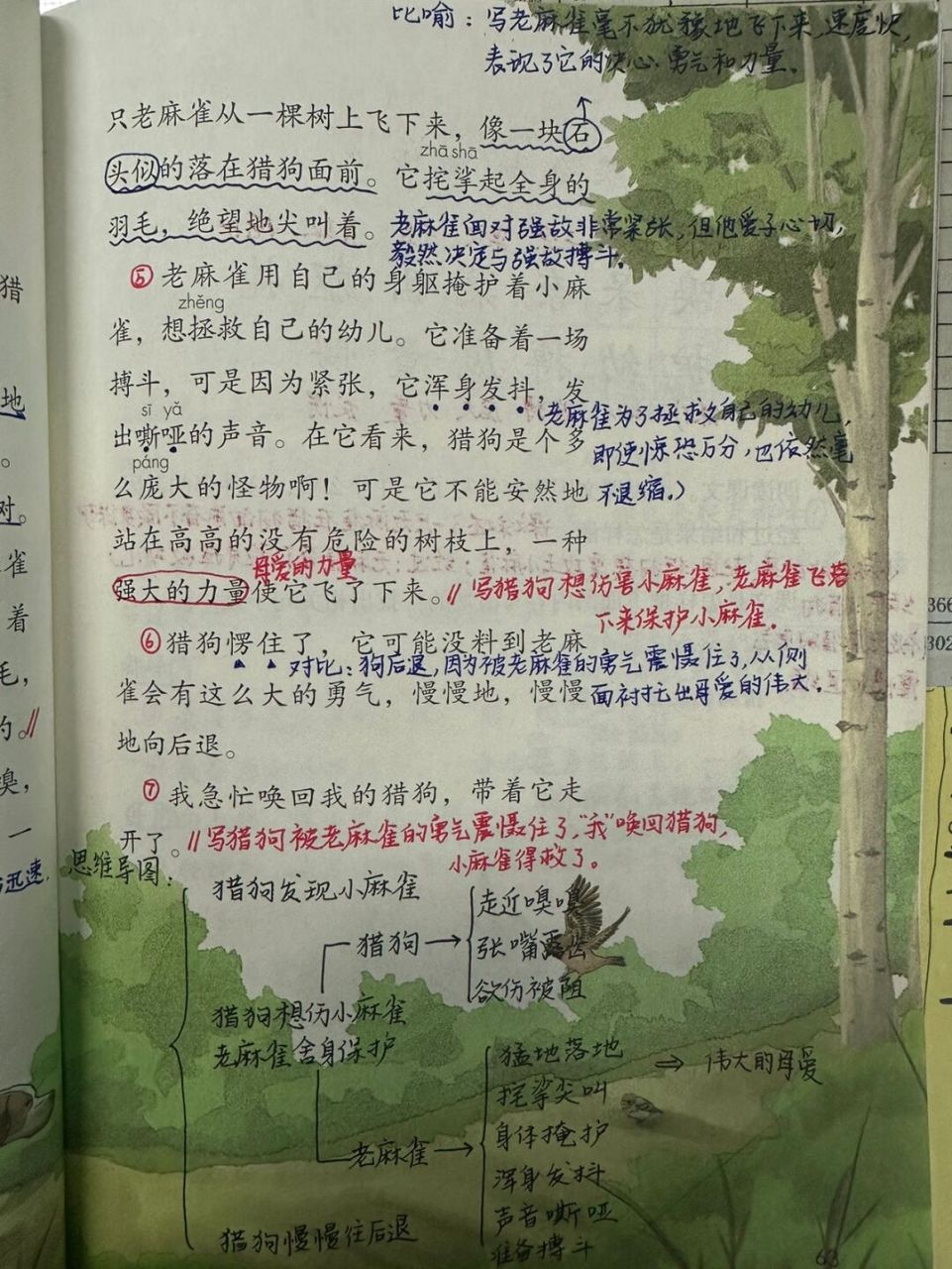 46615上备课笔记/《麻雀》92 #语文笔记# #四年级上册语文