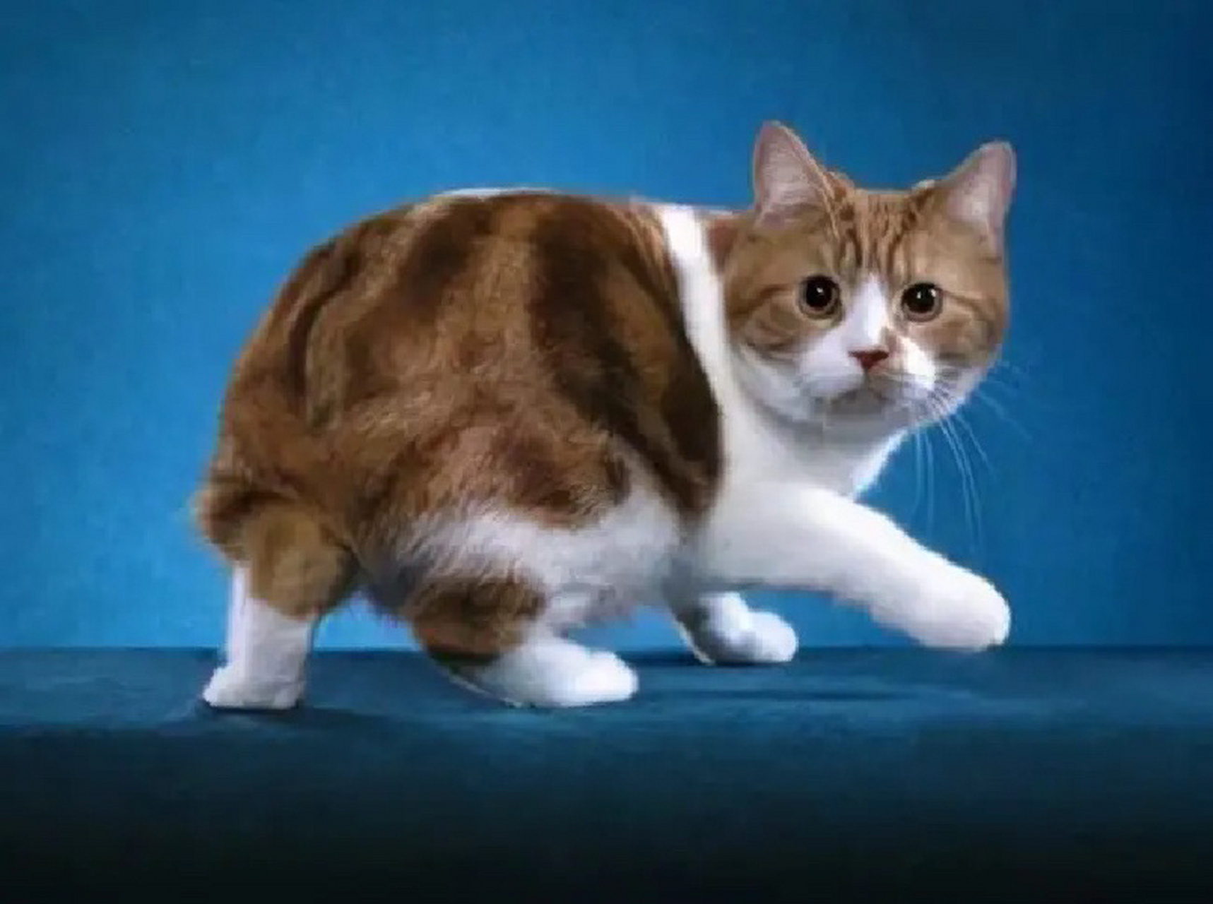 岛无尾猫 曼岛无尾猫 其他名称 曼岛短毛猫 曼岛长毛猫(也叫威尔斯猫)