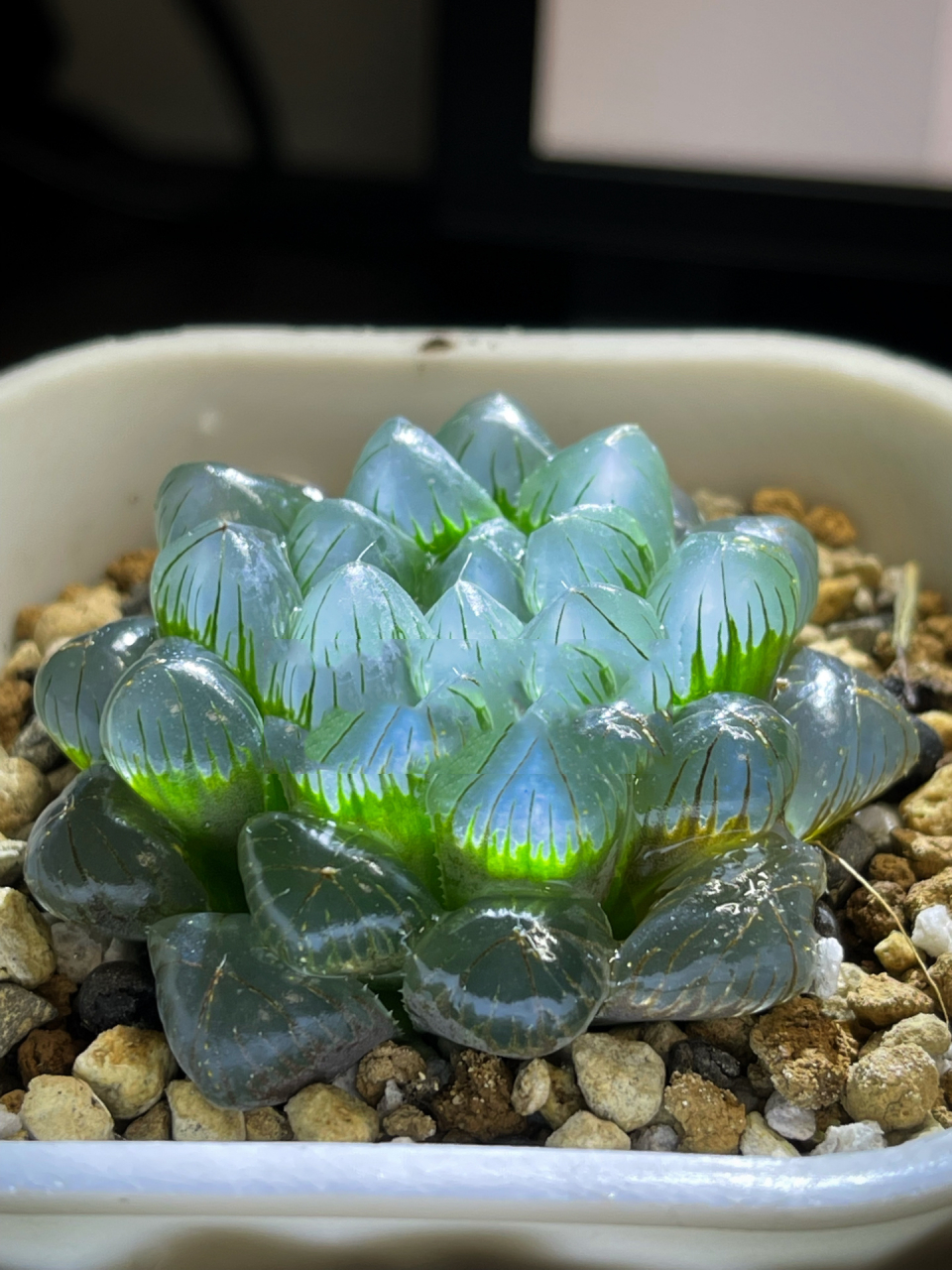 水晶多肉-十二卷 玉露——————金风玉露一相逢,便胜却人间无数