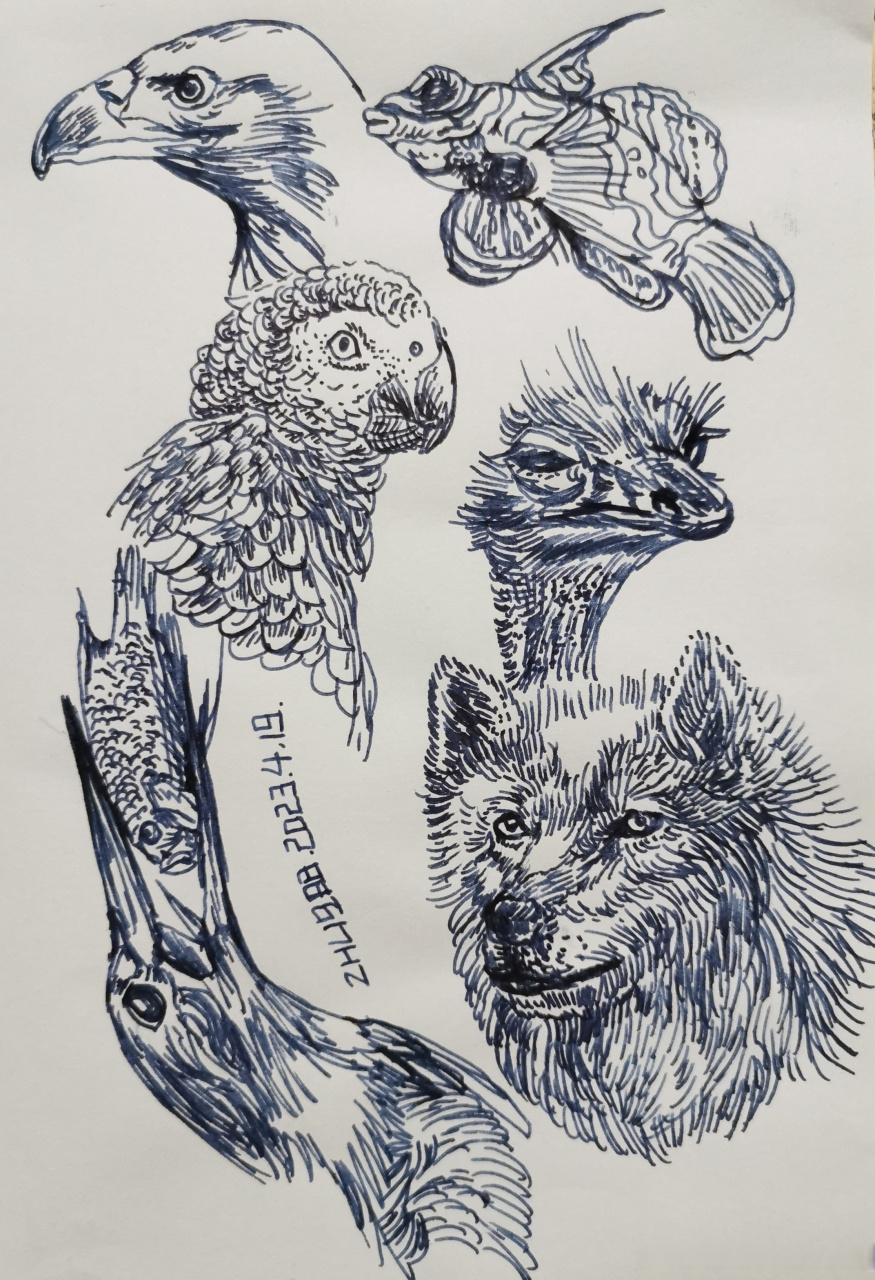 最近的动物速写 #动物线描##动物速写