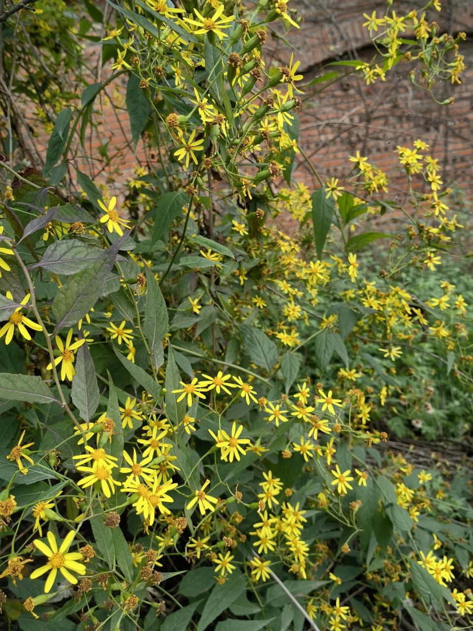 don) ,别名:九里明,一扫光,千里及.