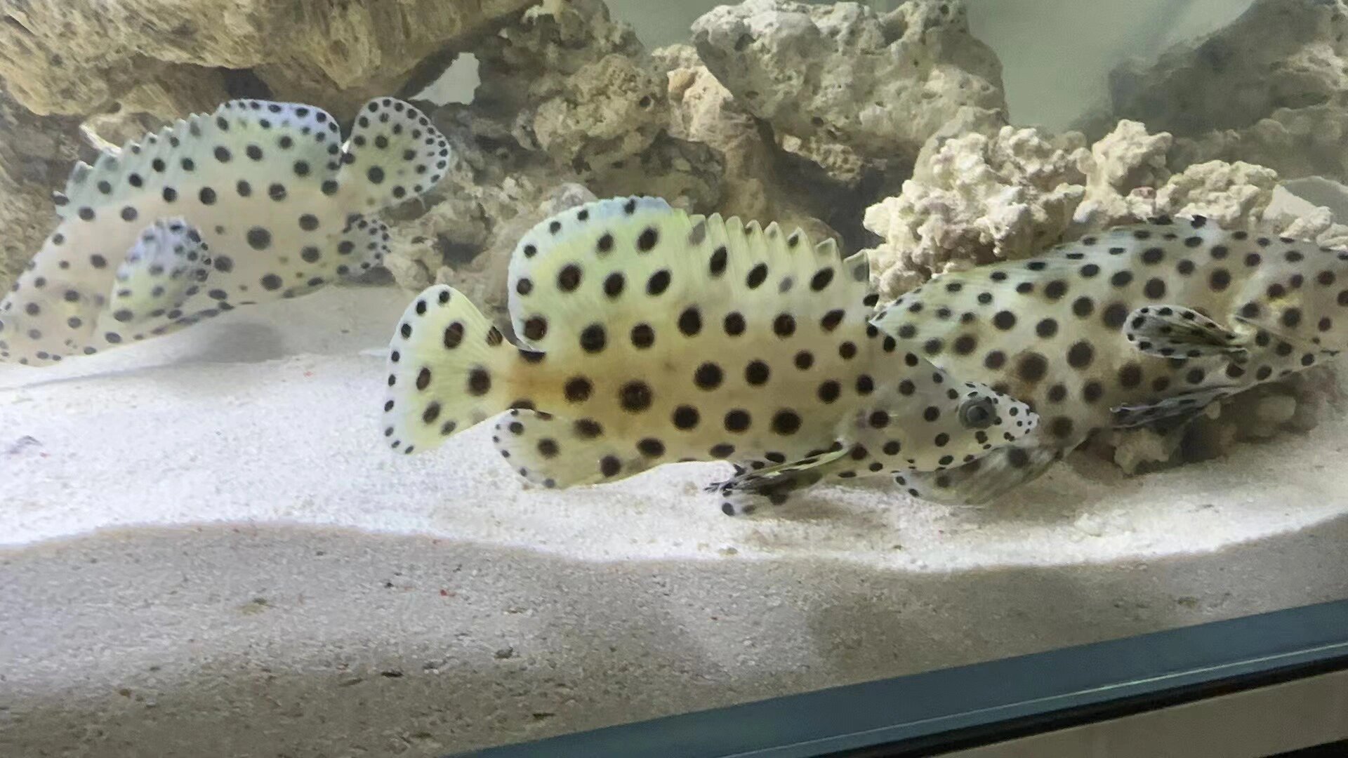 老鼠斑精品海水观赏鱼 老鼠斑精品海水观赏鱼#观赏鱼# #海洋世界