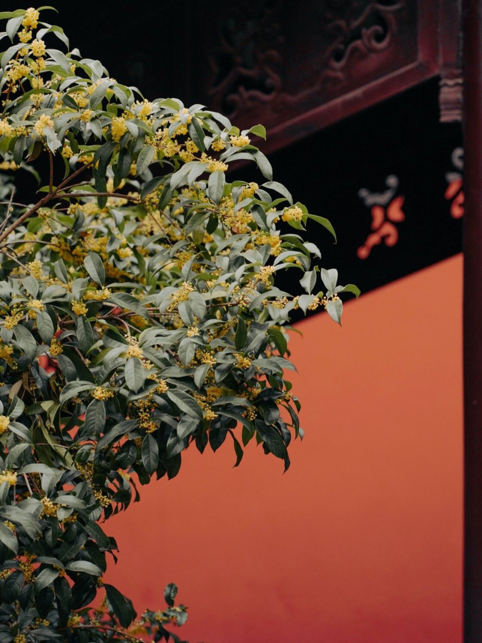 紫金庵 | 莫羡三春桃与李,桂花成实向秋荣 金秋时节,来紫金庵赏花吧