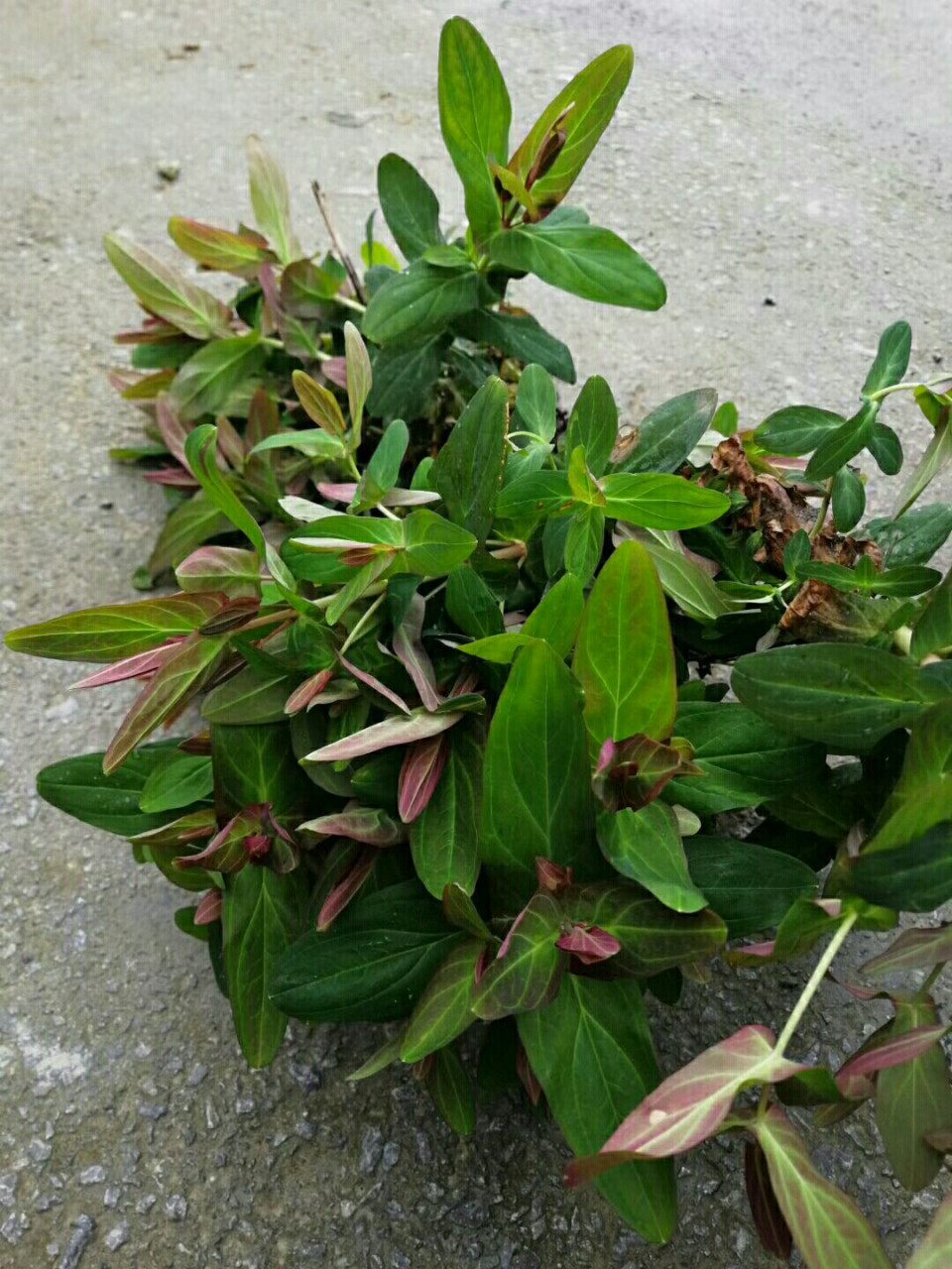 对月草,对妇科问题有很好作用. 妇科