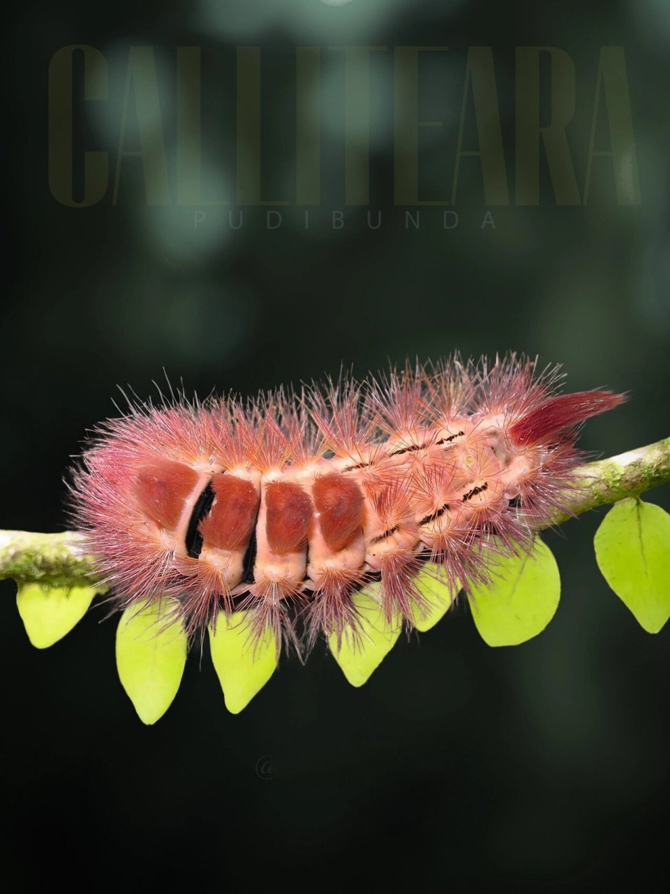 中国洋辣子︱英国hop dog🐛 别被它们艳丽的外表所迷惑,妥妥的害虫