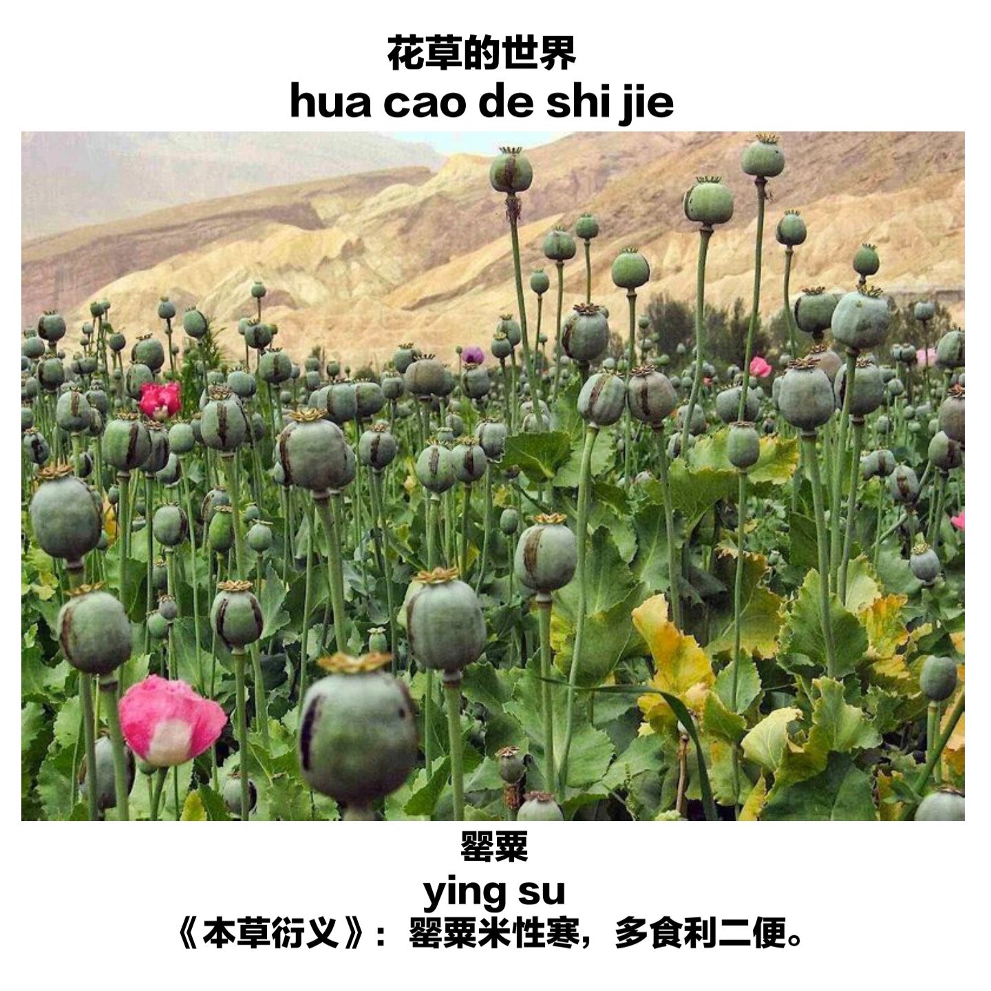 鸦片花 制作过程图片