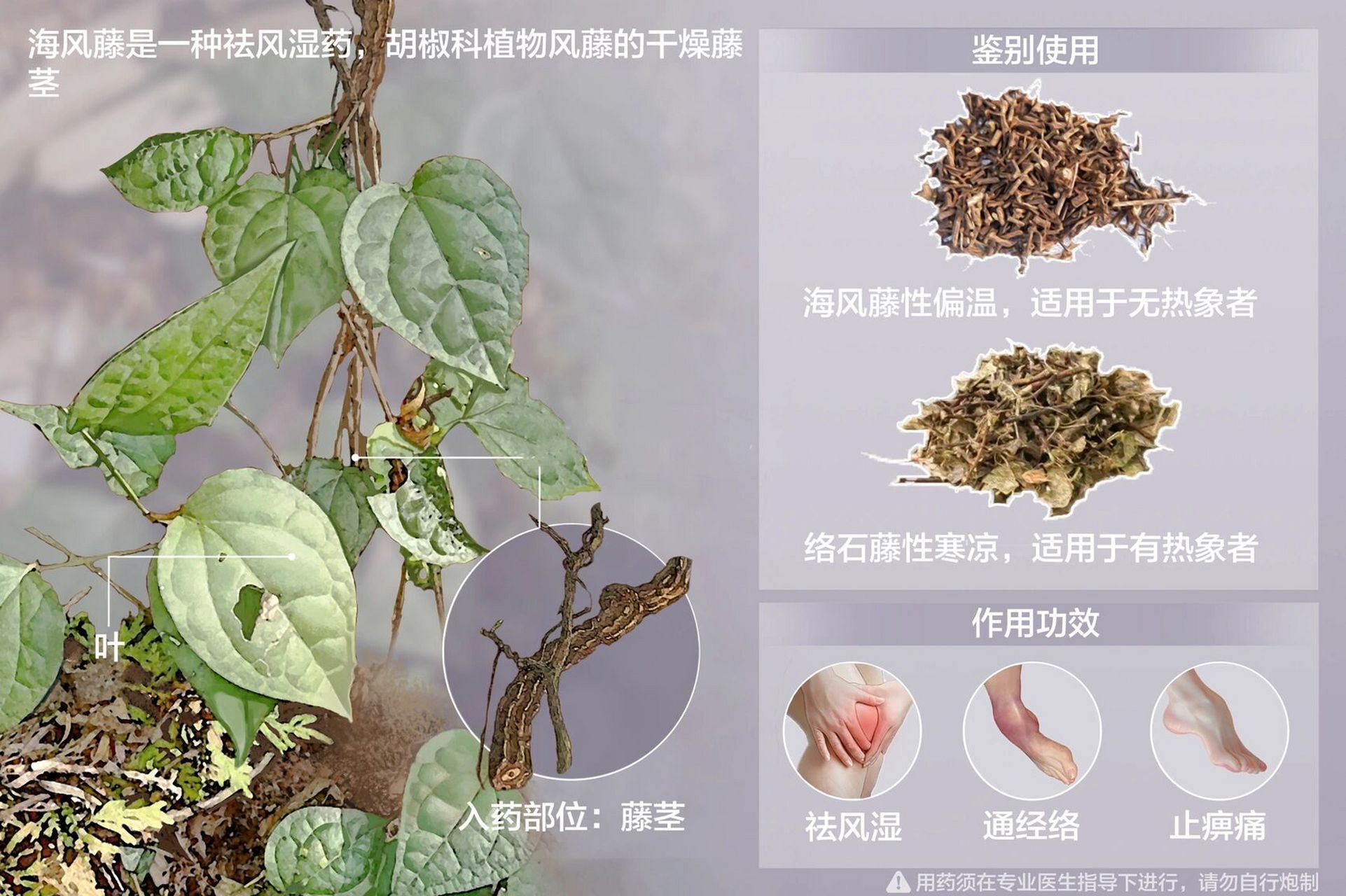 海风藤 海风藤祛风湿,胡椒科植物藤的干燥藤茎 【别名】爬岩香,风藤