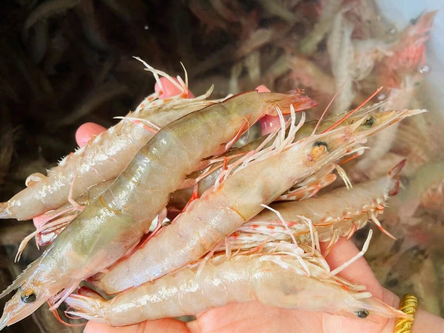 东山岛海鲜应季野生沙鲁虾麻虾,没有养殖虾的污染担忧,天然脆嫩,野生