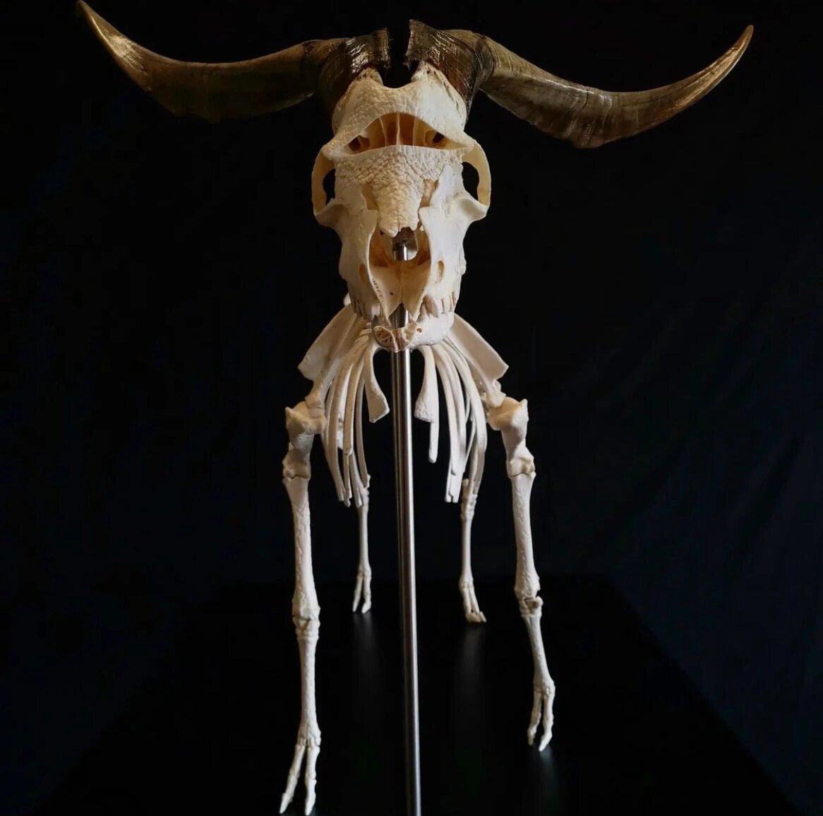 整只羊骨架雕刻