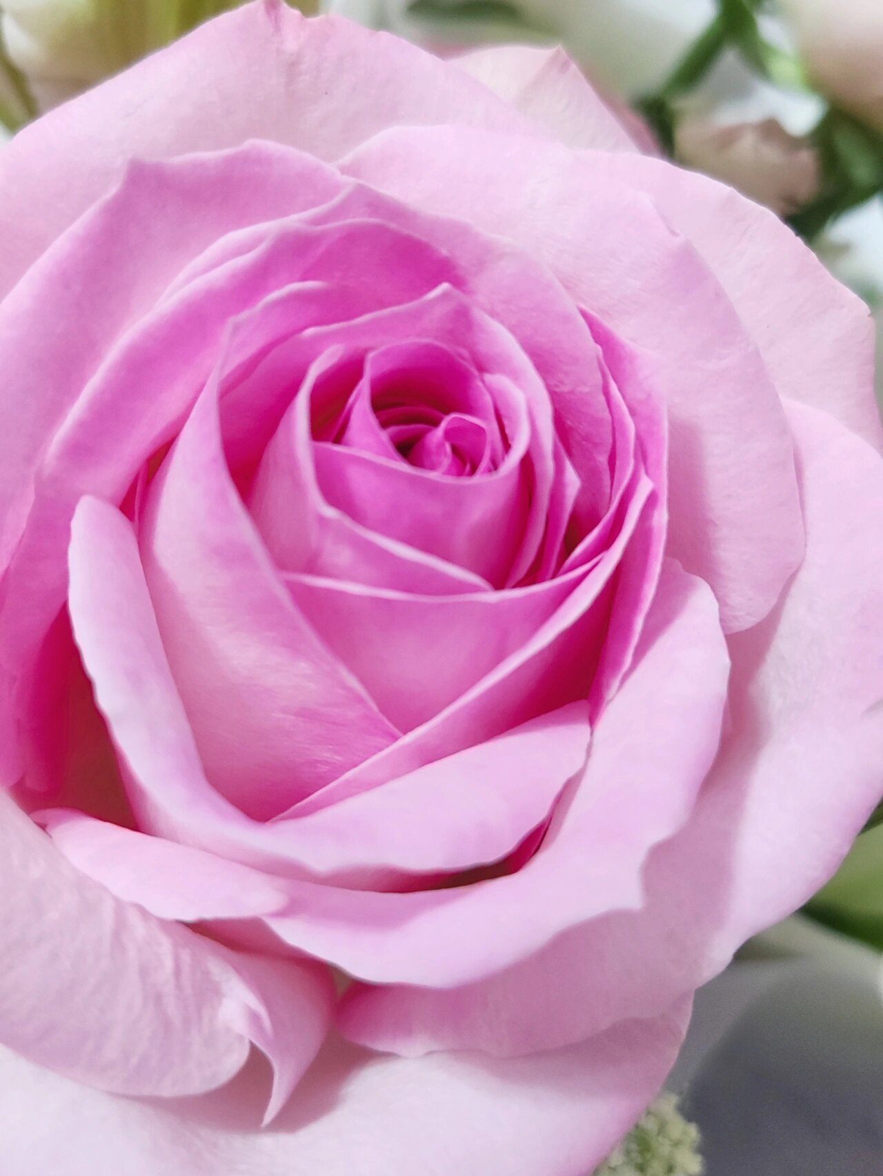 粉色系玫瑰生日花束送老婆闺蜜浪漫相爱一生