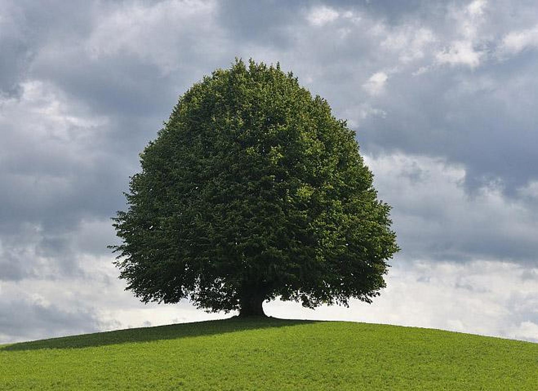 树冠的类型有棕榈形,尖塔形,卵形,窄卵形,圆柱形,圆球形,肩球形,干顶