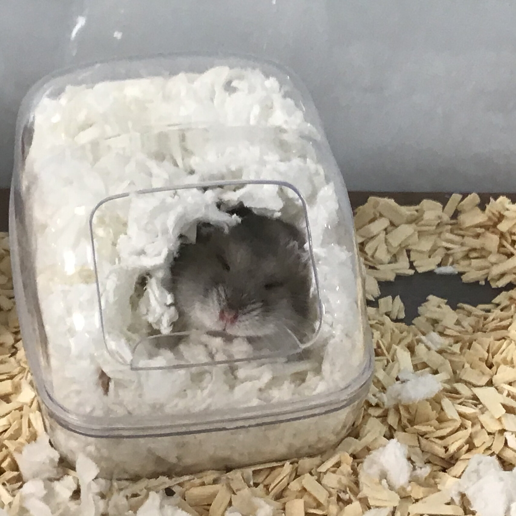 求助贴「仓鼠眼睛长了一粒麦粒肿怎么办」 我们家仓鼠上个月末眼睛上