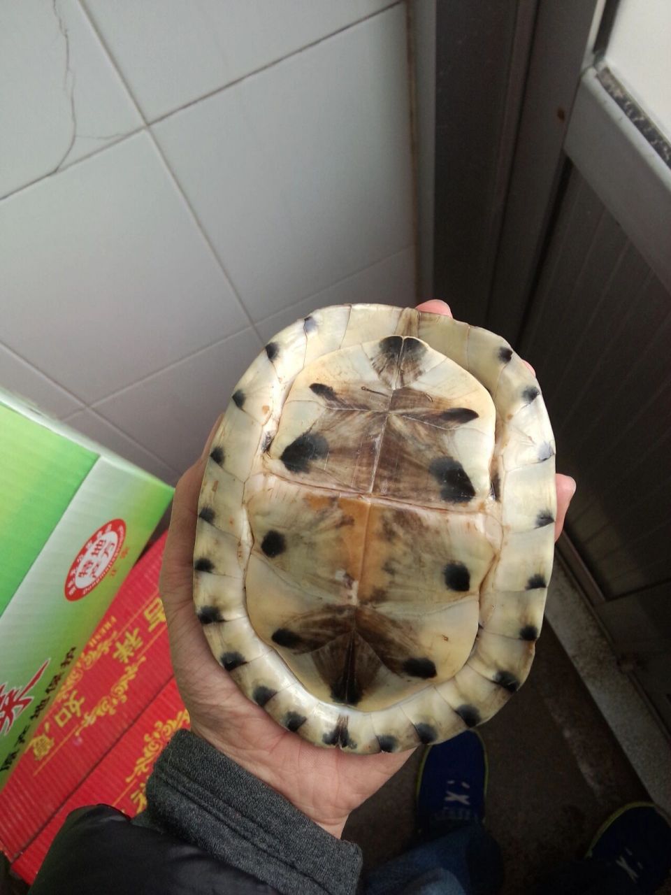 那些年养过的龟(安布闭壳龟) 安布闭壳龟,作为五大闭壳龟之一,最为