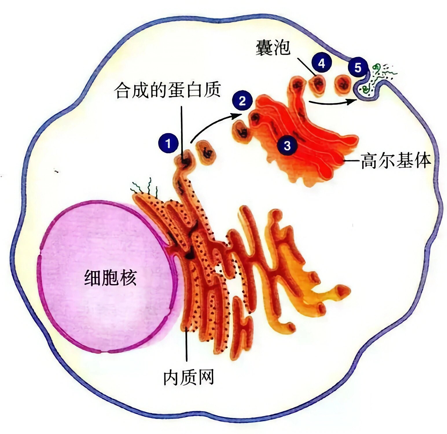 内质网简图高尔基体图片