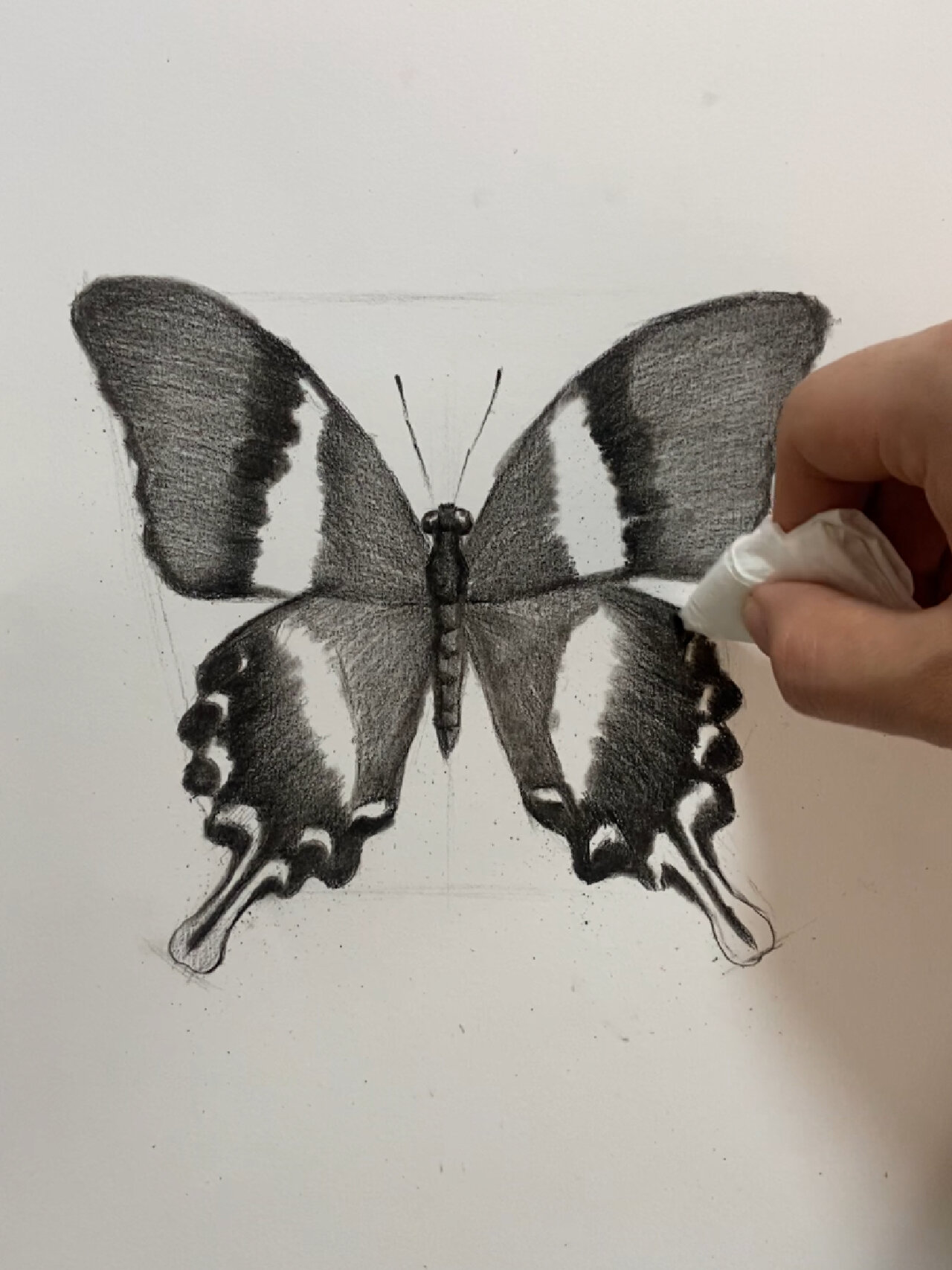 素描动物教学(蝴蝶篇)附详细过程图