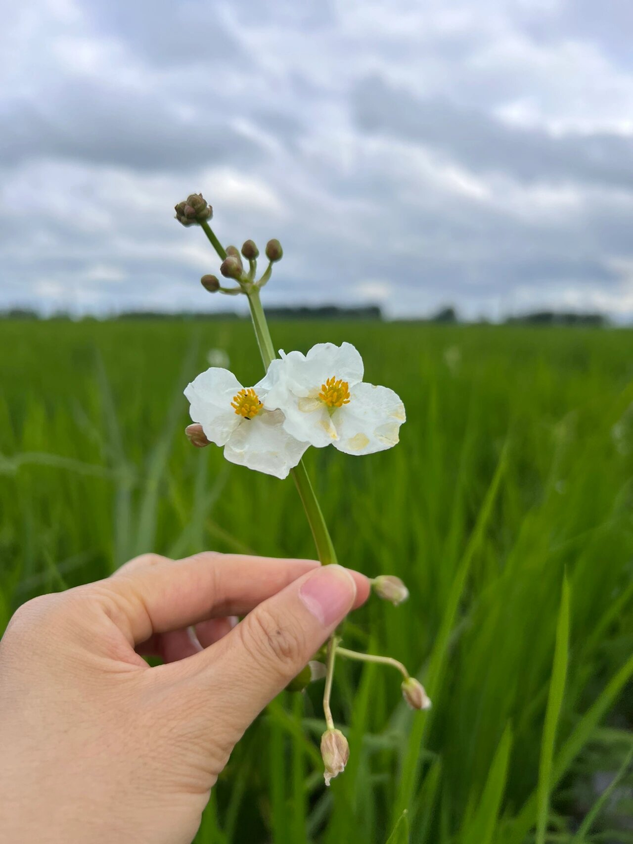 野慈菇是水稻田里一种顽固的杂草,极难根除.它是多年生水生或沼生草