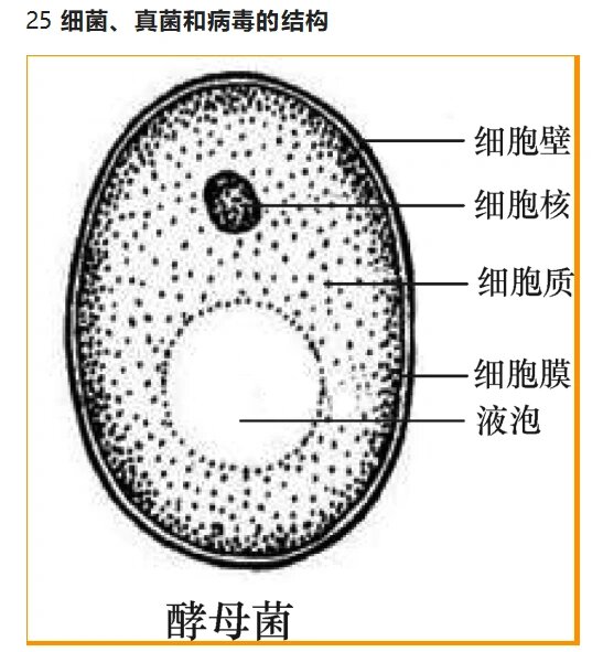 酵母菌结构图片