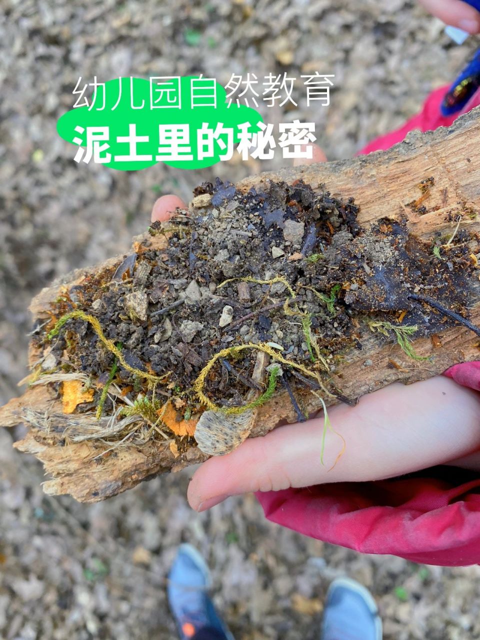 幼儿园的自然活动|泥土里的秘密(1)  幼儿园森林外出,我们拓展出一个