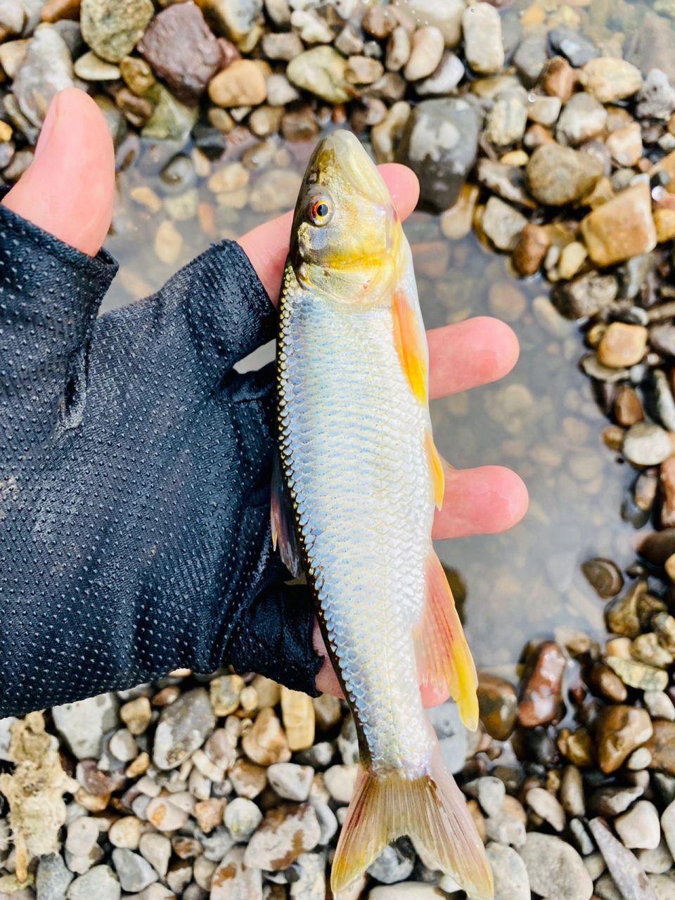 马口 发色的马口太漂亮了 浅滩有一条至少20 的彩马 警惕性太强了根本