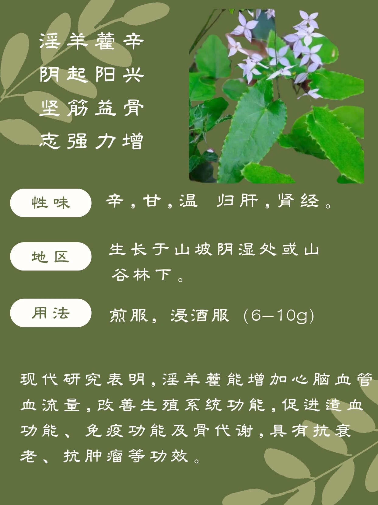 淫羊藿|温肾助阳