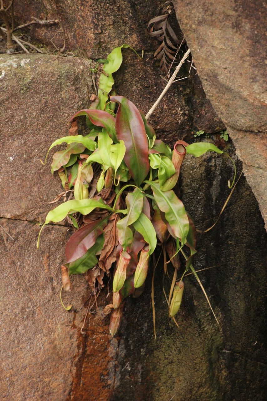 国内唯一野生猪笼草——奇异猪笼草 nepenthes mirabilis 7815