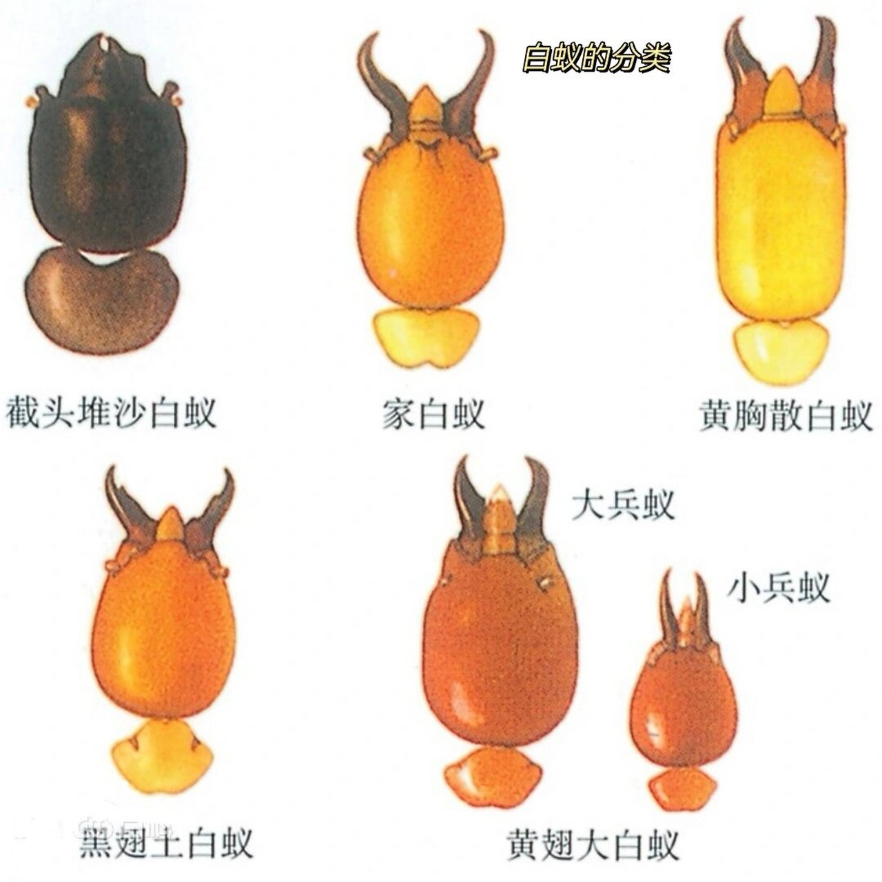 常见的白蚁种类以及危害 1,台湾乳白蚁 73 属蜚蠊目,等翅亚目,鼻