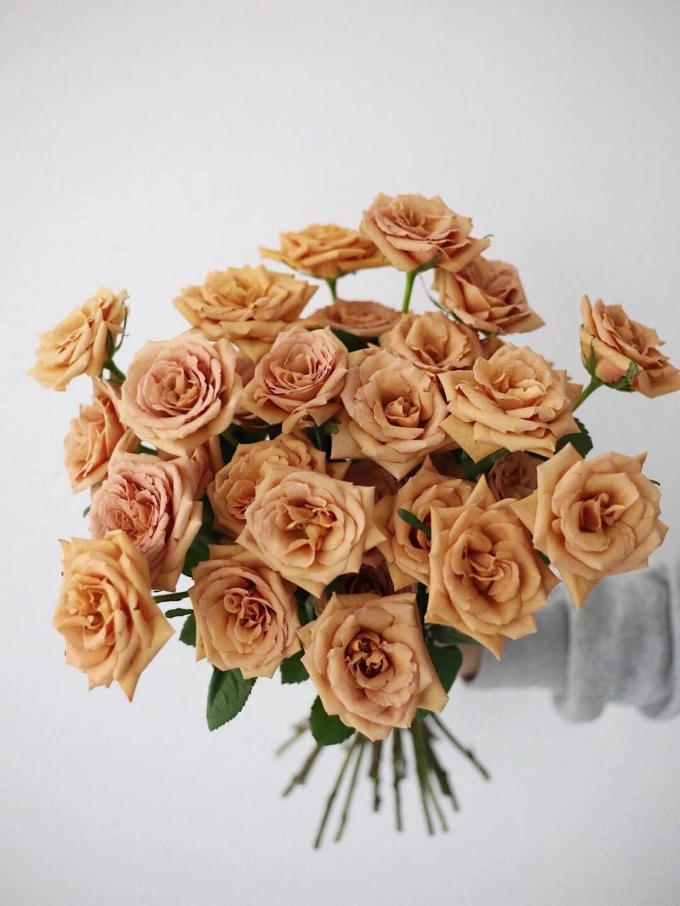 摩卡玫瑰|·花期 5天左右; |摩卡玫瑰|·养护方法 正确的养护,可以