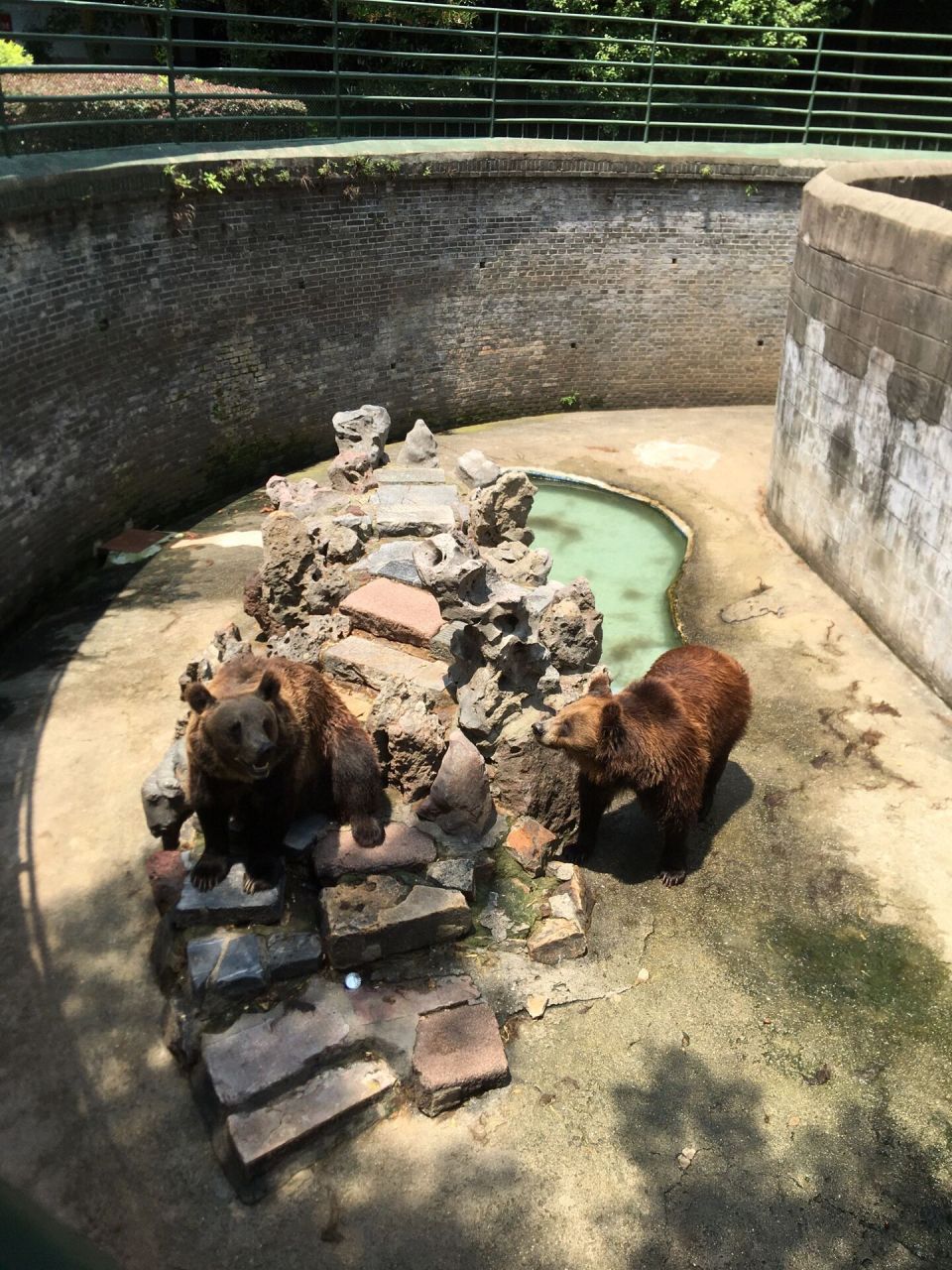 芜湖赭山公园|夏天就要来动物园呀