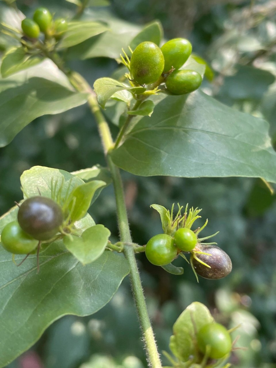 谢三娘果 纯野生,果实不能食用