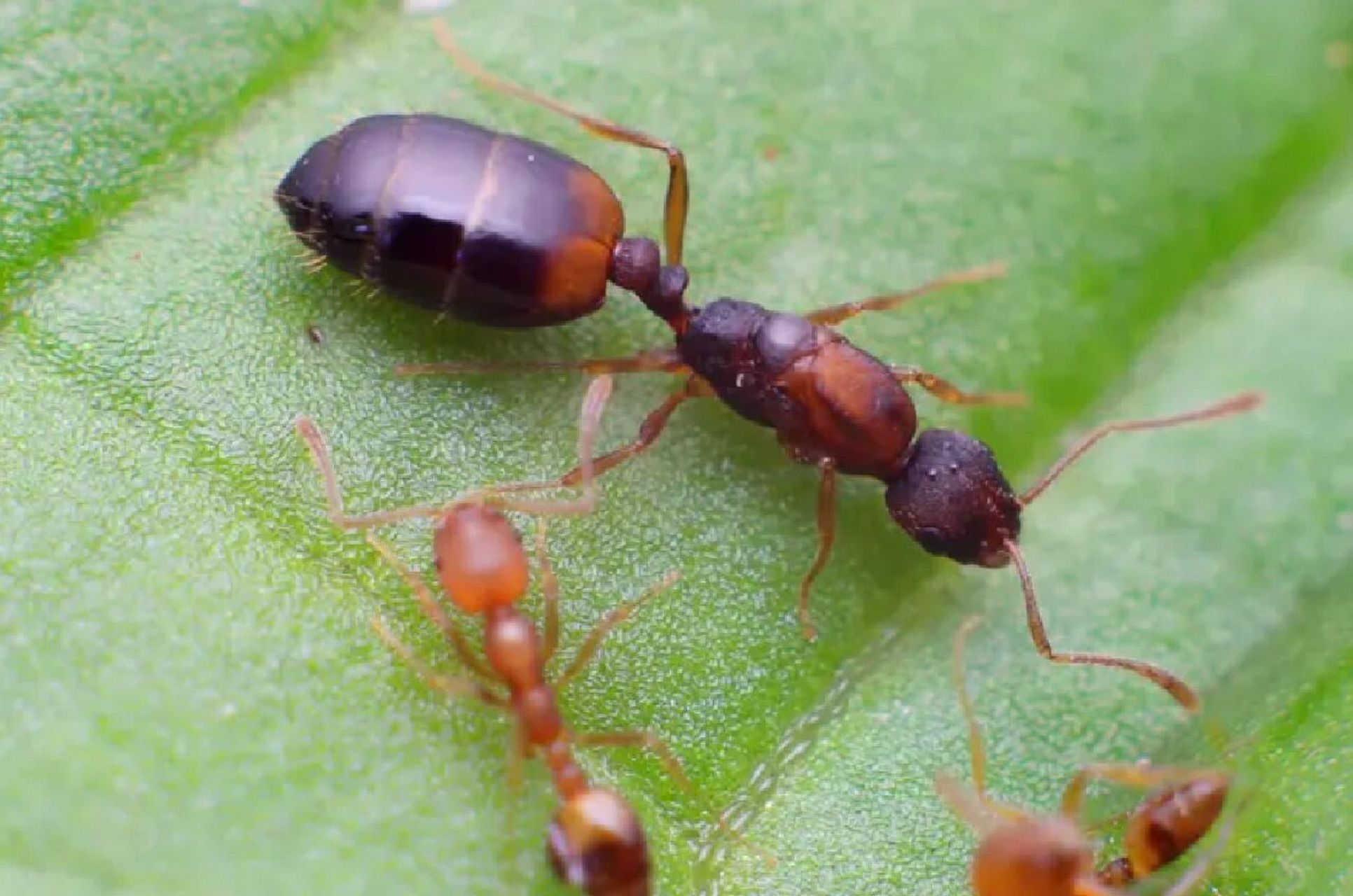 如何消灭床上法老小家蚁?