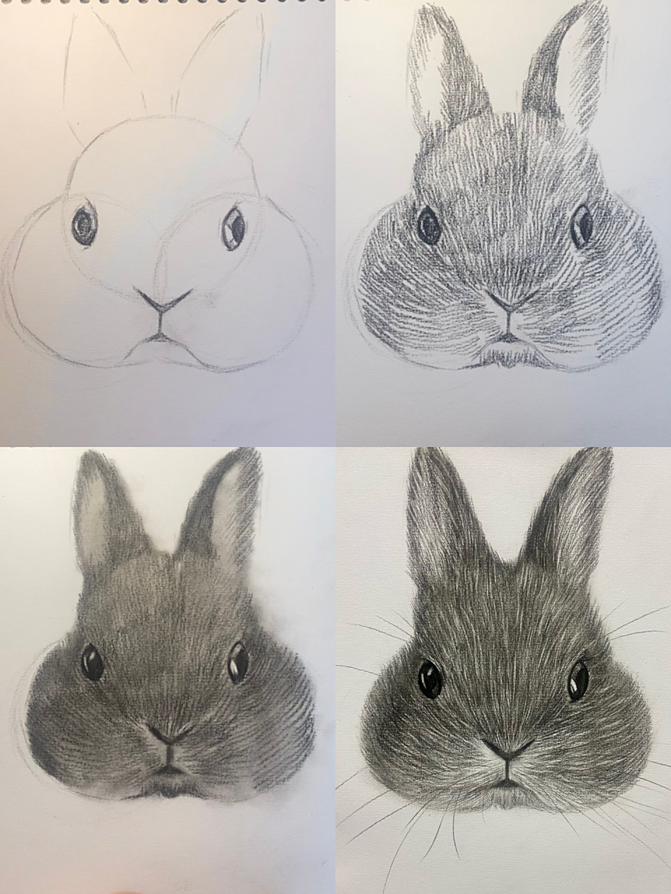 素描动物篇(肥兔)附详细过程图 速涂一只大肥兔!