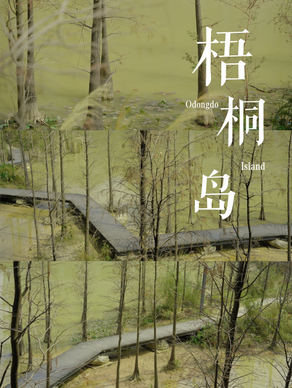 泰华梧桐岛|"绿野仙踪"|深圳网红打卡景点 这里实在是太好拍了吧!