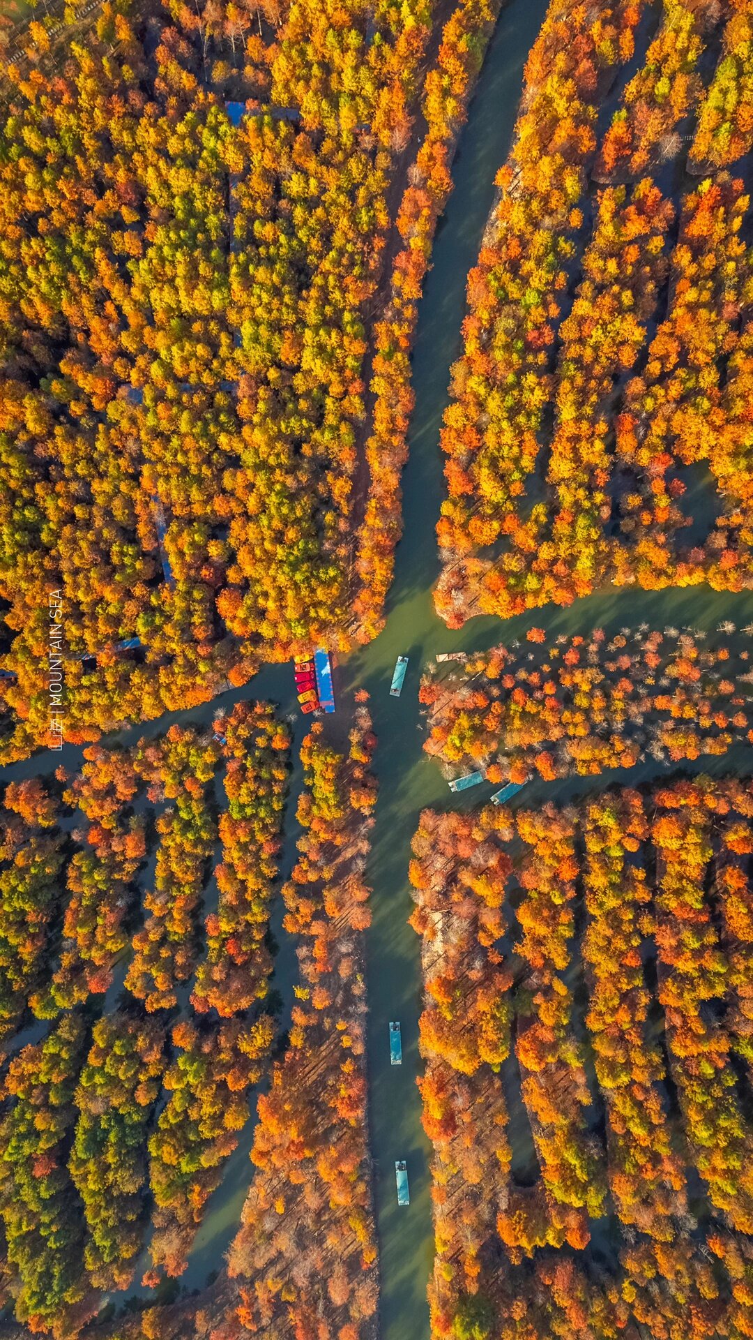 秋色还得看皖南!宁国落羽红杉林景点!